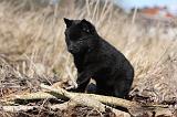 SCHIPPERKE 807